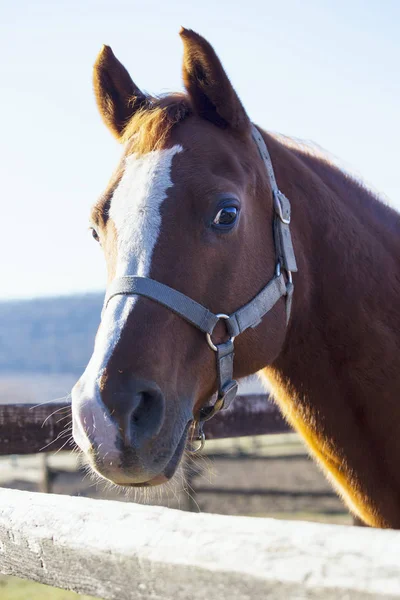 Head shot sedlo koně v ohradě fance — Stock fotografie