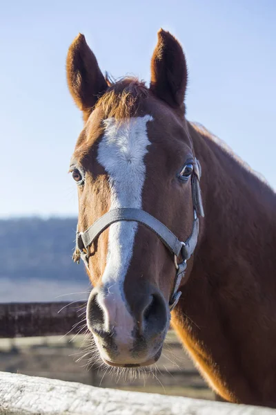 Dikey bir genç safkan at portresi
