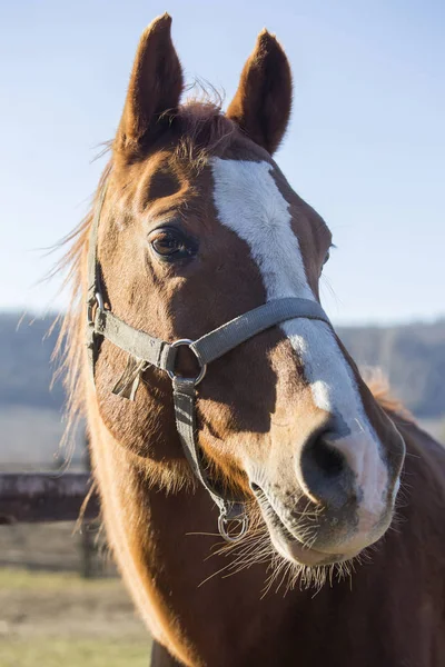 Cabeza vertical de un caballo de pura sangre —  Fotos de Stock