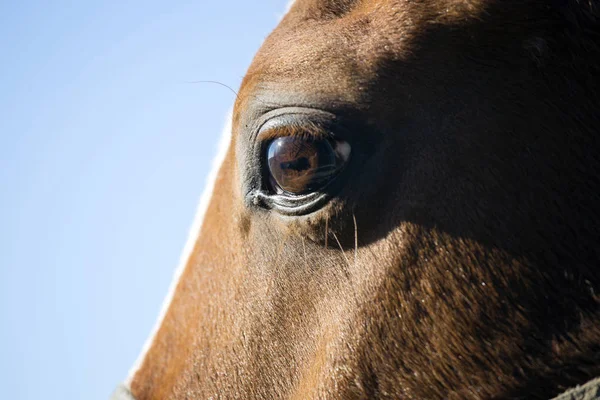 Вертикальный крупный план лица и глаз чистокровной лошади — стоковое фото