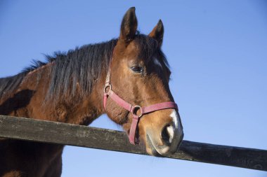 Safkan binek atı mavi gökyüzü arka plan üzerinde korkuluk üzerine eğilir 