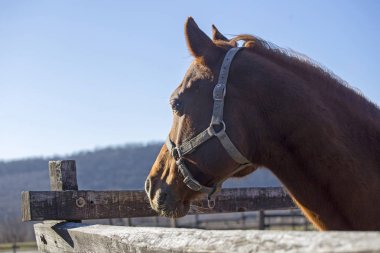 Safkan warmblood aygır çitin üzerinden bir soğuk kış gününde arıyorum