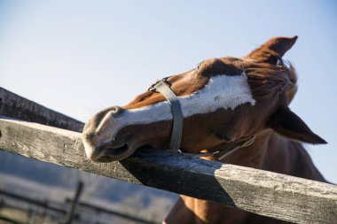 Safkan binek atı demiryoluna eğilir 