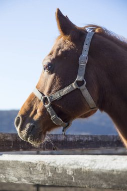 Yüzü ve gözleri safkan bir aygır dikey closeup