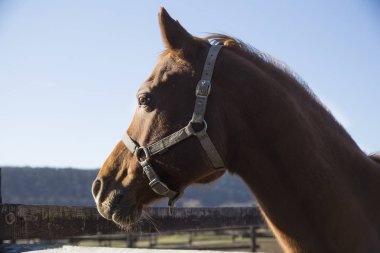 Yan görünümü headshot kırmızımsı renkli safkan aygır 