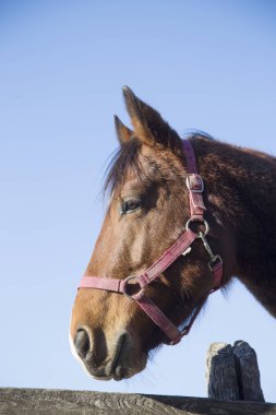 Safkan bir eyer ahşap corral çitin üzerinden bakıldığında at başkanı