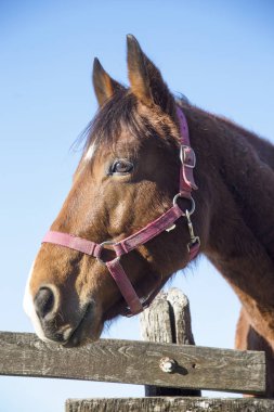Meraklı safkan warmblood aygır bir soğuk çit üzerinde seyir