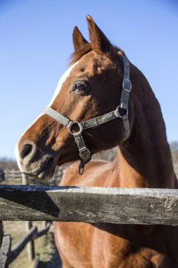 Yüzü ve gözleri mavi gökyüzü arka plan karşı safkan bir aygır dikey closeup
