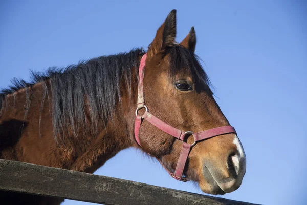 Vue de côté gros plan d'un pur-sang chaud cheval selle — Photo