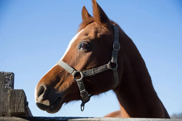 Thoroughbred horse looking over wooden corral fence — Stock Photo, Image