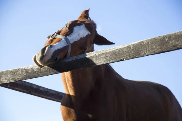 Cabeça de um jovem cavalo curioso na cerca de curral — Fotografia de Stock