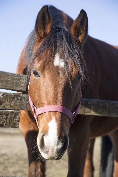 Meraklı safkan warmblood at yakın çekim