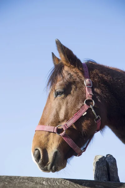 Safkan bir eyer ahşap corral çitin üzerinden bakıldığında at başkanı