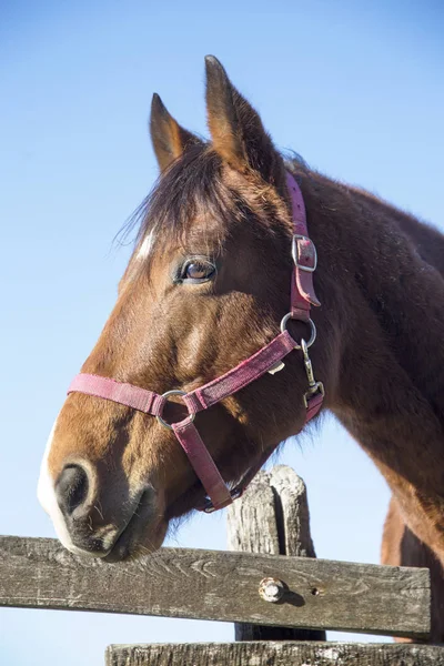 Meraklı safkan warmblood aygır bir soğuk çit üzerinde seyir