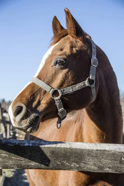Bir güzel safkan binek atı corral çit Close-Up 