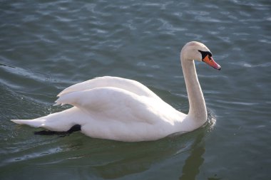 Yan görünümü closeup zarif kuğu rengi sessiz Kuğu 
