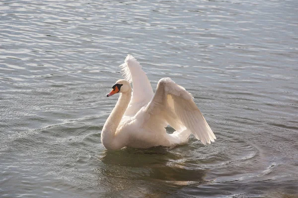 Cisne branco nadando no lago enquanto batendo asas ao pôr do sol — Fotografia de Stock
