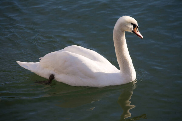 Graceful white mute swan swimming on lake summertime