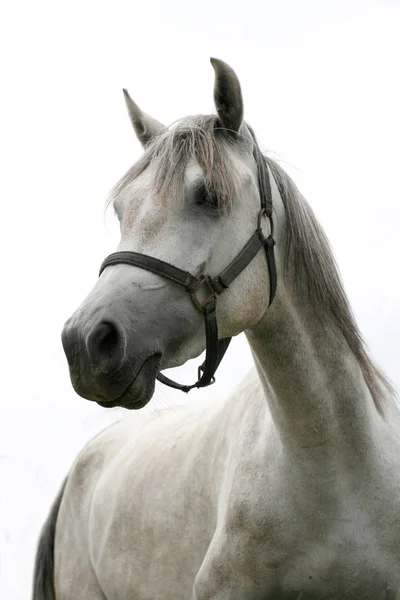 グレー色のカメラのためにポーズの小さな種牡馬 — ストック写真