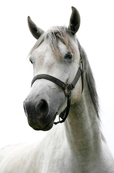 Крупный план молодого чистокровного коня на белом фоне неба — стоковое фото