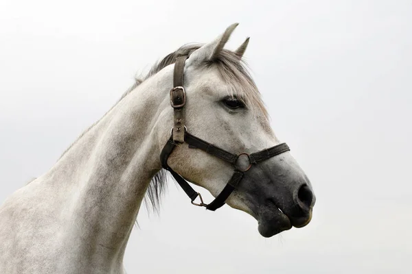 Закрыть портрет чистокровной серой лошадиной головы — стоковое фото