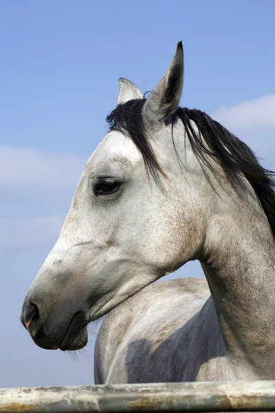 Poulain posant dans le corral d'été — Photo