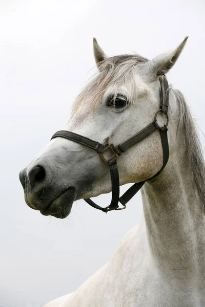 Purebred young shagya arabian horse posing against white background — Stock Photo, Image