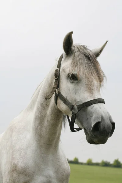 動物農場の牧草地に若い灰色着色された種牡馬の肖像画 — ストック写真
