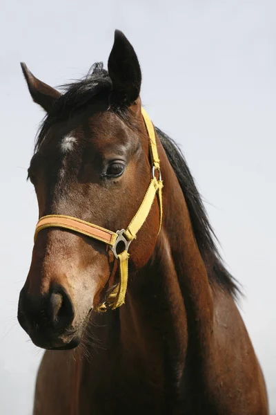 Retrato de cerca de la cabeza de un caballo de raza pura —  Fotos de Stock