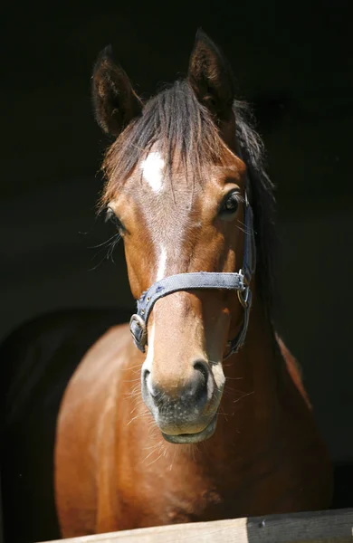 Close up retrato da cabeça de um cavalo de raça pura — Fotografia de Stock
