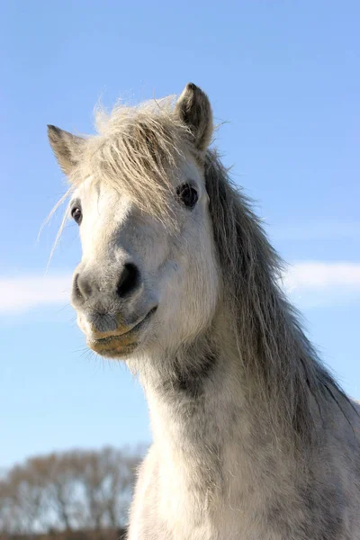 Головний знімок милого сірого кольору поні коня в зимовому пальто — стокове фото