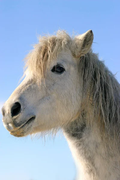 Vista lateral cavalo de pônei retrato close-up no fundo azul céu natural — Fotografia de Stock