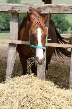 Beslemek Kestane renkli at sabah Hayvan Çiftliği'nde