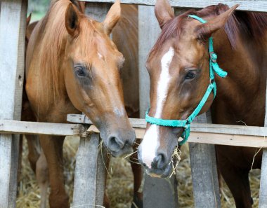 Thorougbred genç çiftlikte çiğneme saman atlar
