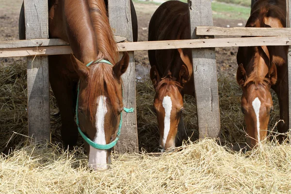 Cavalos jovens famintos comendo feno na fazenda — Fotografia de Stock
