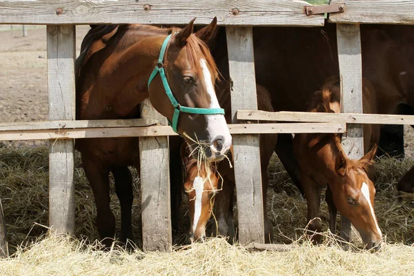 Mares y potros comiendo heno en granja de animales —  Fotos de Stock