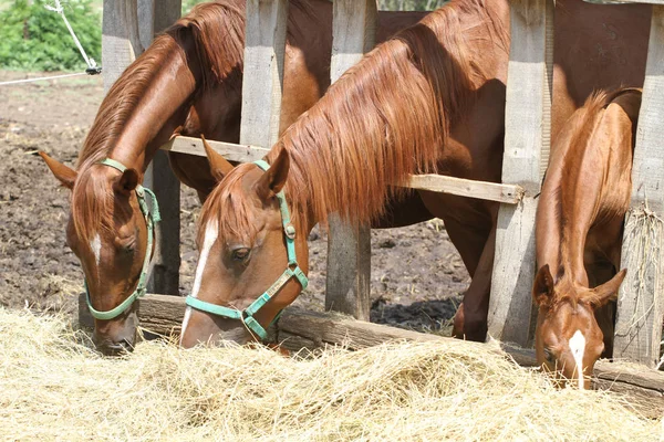 Mares e potros comendo feno fresco — Fotografia de Stock