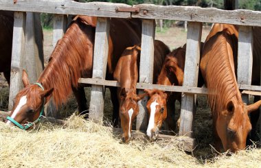 Tay ve mare çiftlikte yem yemek