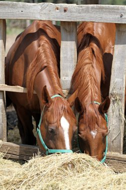 Tay ve mare çiftlikte yem yemek