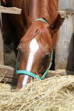 Thorougbred genç at saman ahır çiğneme