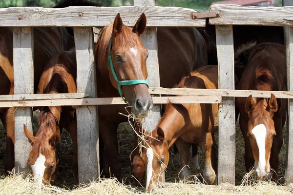 Cavalos jovens puros mastigando feno no rancho — Fotografia de Stock