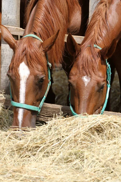 Fome jovens cavalos de sela comendo feno na fazenda — Fotografia de Stock
