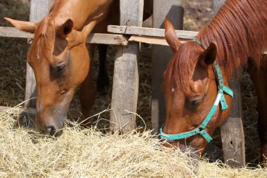 Genç atları saman çiftlikte yeme