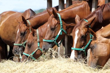 Chestnut mares and foals eating hay on the ranch clipart