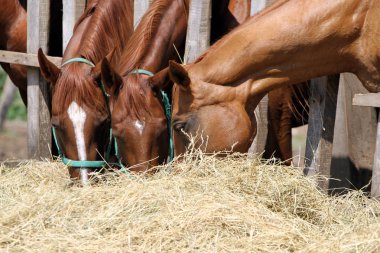 Saman ahır yaz çiğneme tayları