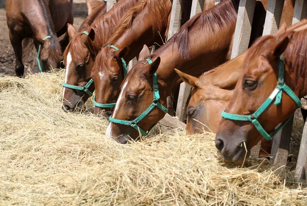 Täysikasvuiset nuoret hevoset pureskelevat heinää tilalla. — kuvapankkivalokuva