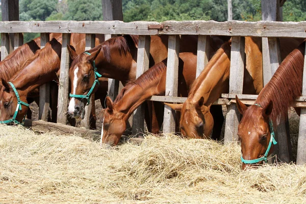 Thorougbred unga hästar tuggar hö på ranchen — Stockfoto