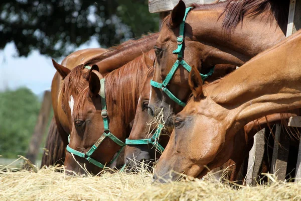 Skupina čistokrevných koní jíst seno na venkovské farmě zvířat — Stock fotografie