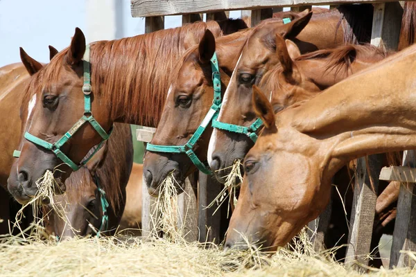 Cavalos de castanha alimentam-se na fazenda — Fotografia de Stock