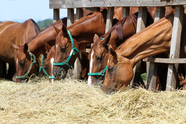 Os potros e as éguas alimentam-se de manhã na exploração animal — Fotografia de Stock